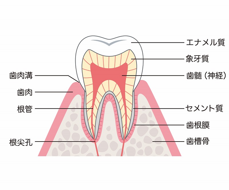 歯の構造